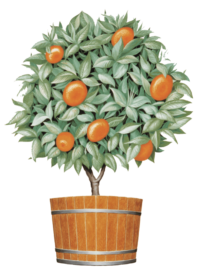 orange tree logo - transparent