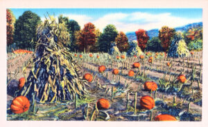 Pumpkin Patch; vintage linen postcard. Tichnor Brothers Collection, Boston Public Library, 1930-45.