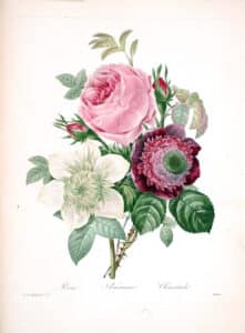 Rose, Anemone, Climatide by Pierre-Joseph Redouté, c. 1883
