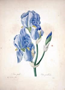 Iris Pallida by Pierre-Joseph Redouté, c. 1833