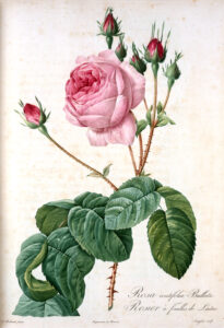 Rose by Pierre-Joseph Redouté, c. 1817-1824