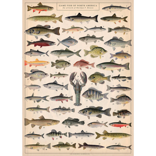 Asgard Press Vintage Fish 20x28 folded gift wrap sheet