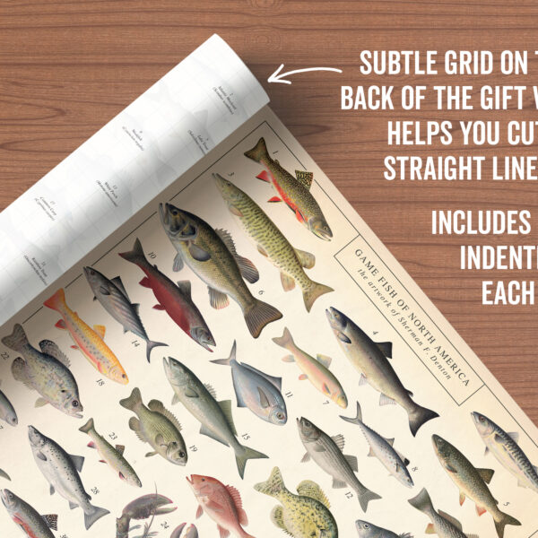 Asgard Press Vintage Fish 20x28 folded gift wrap sheet